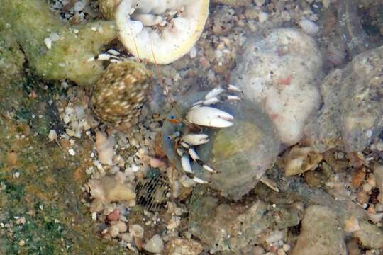 Image of Seurat's hermit crab