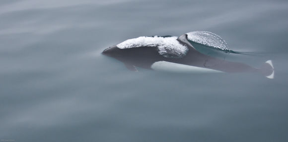 Image of Dall's Porpoise