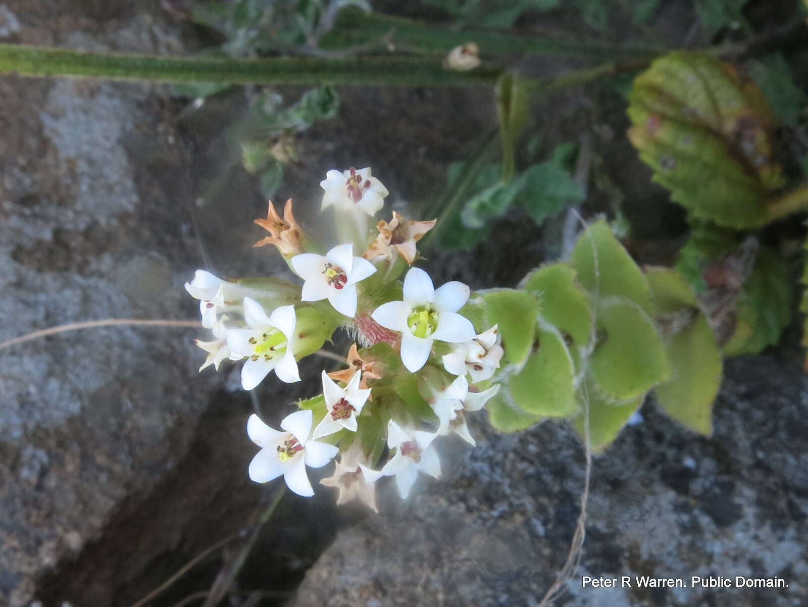 Image of Crassula obovata var. obovata