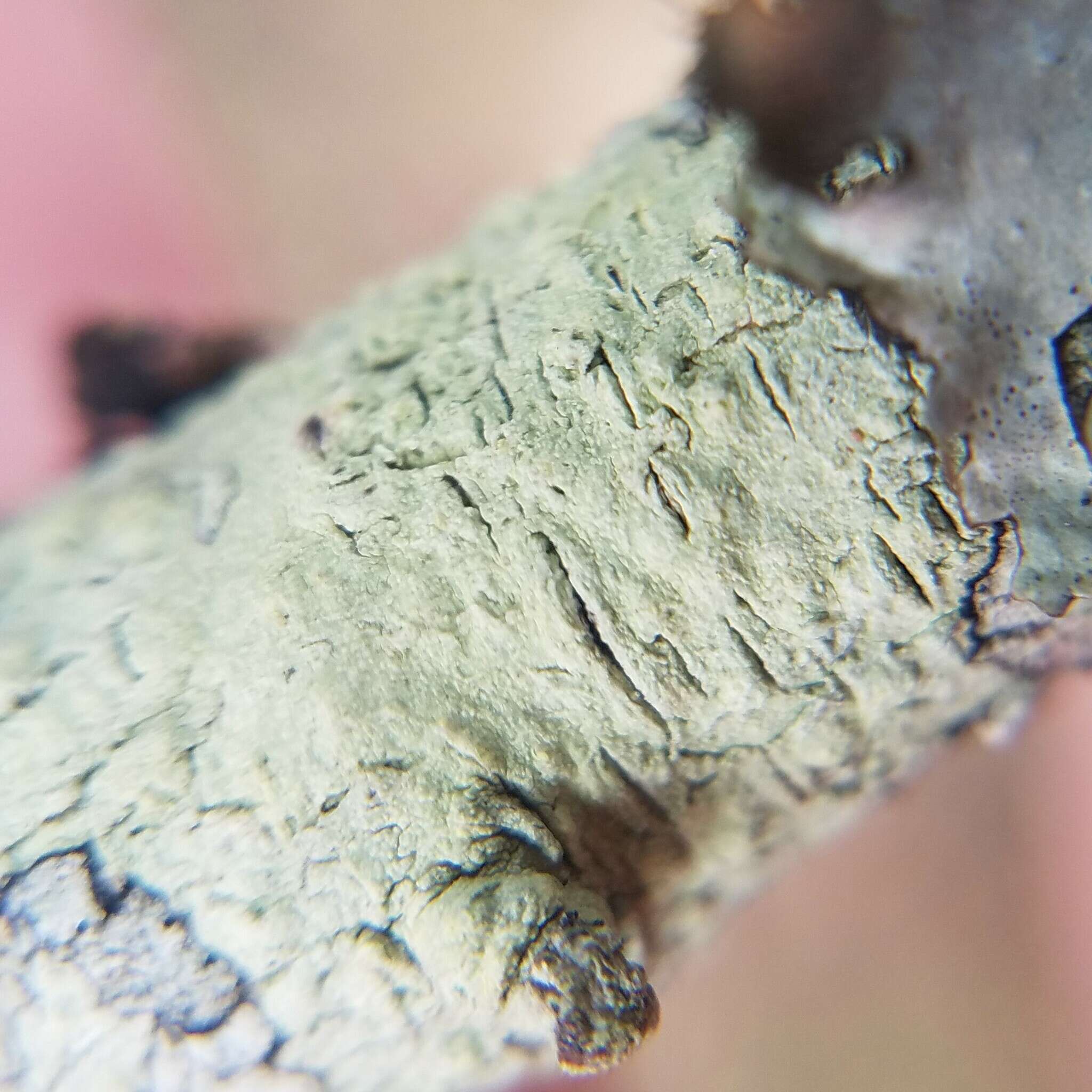 Image of Texan pore lichen