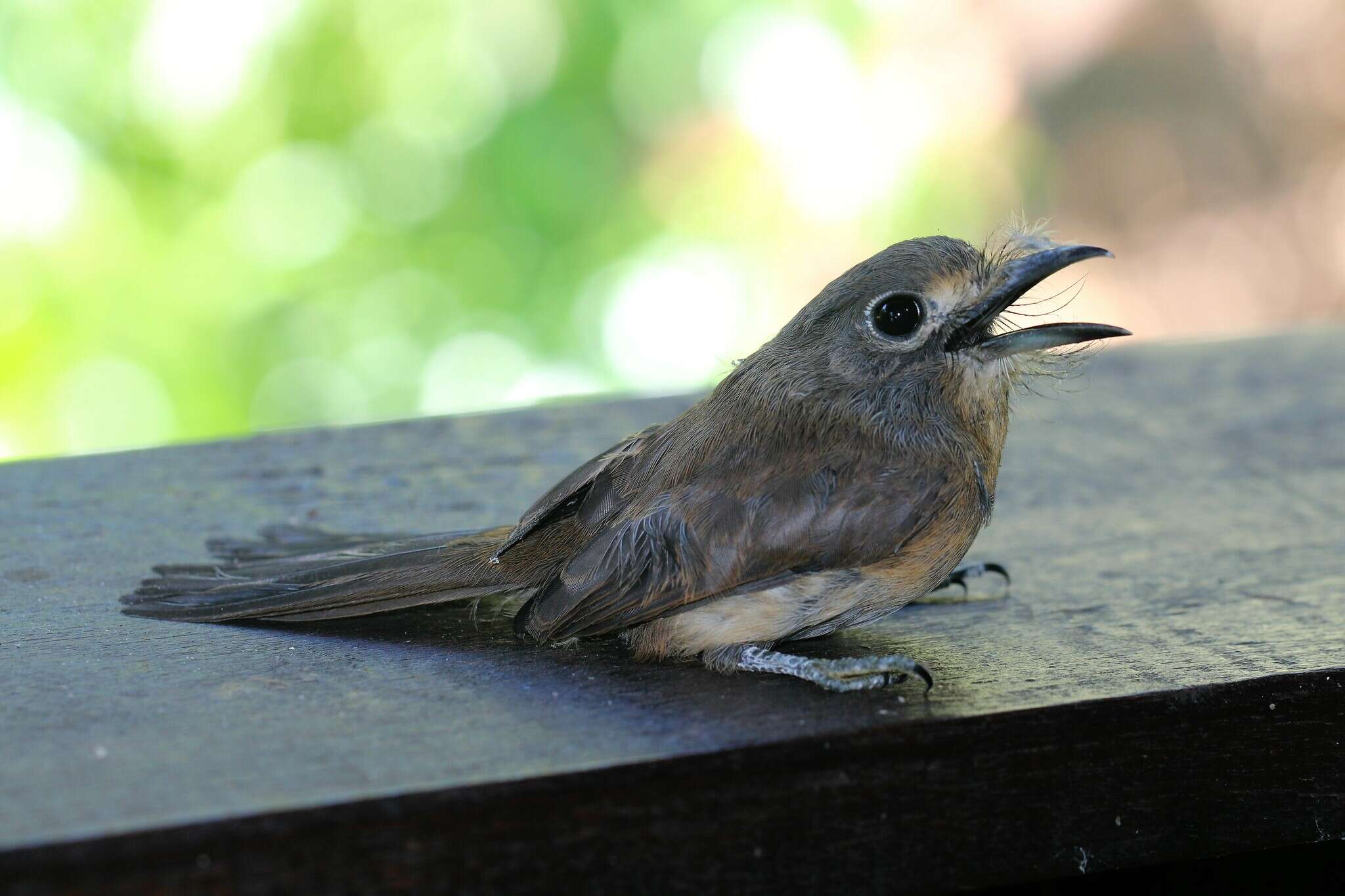 Image of Rusty-breasted Nunlet