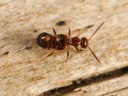 Image of Rove beetle