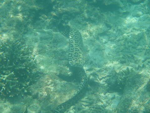 Image of Spotted moray