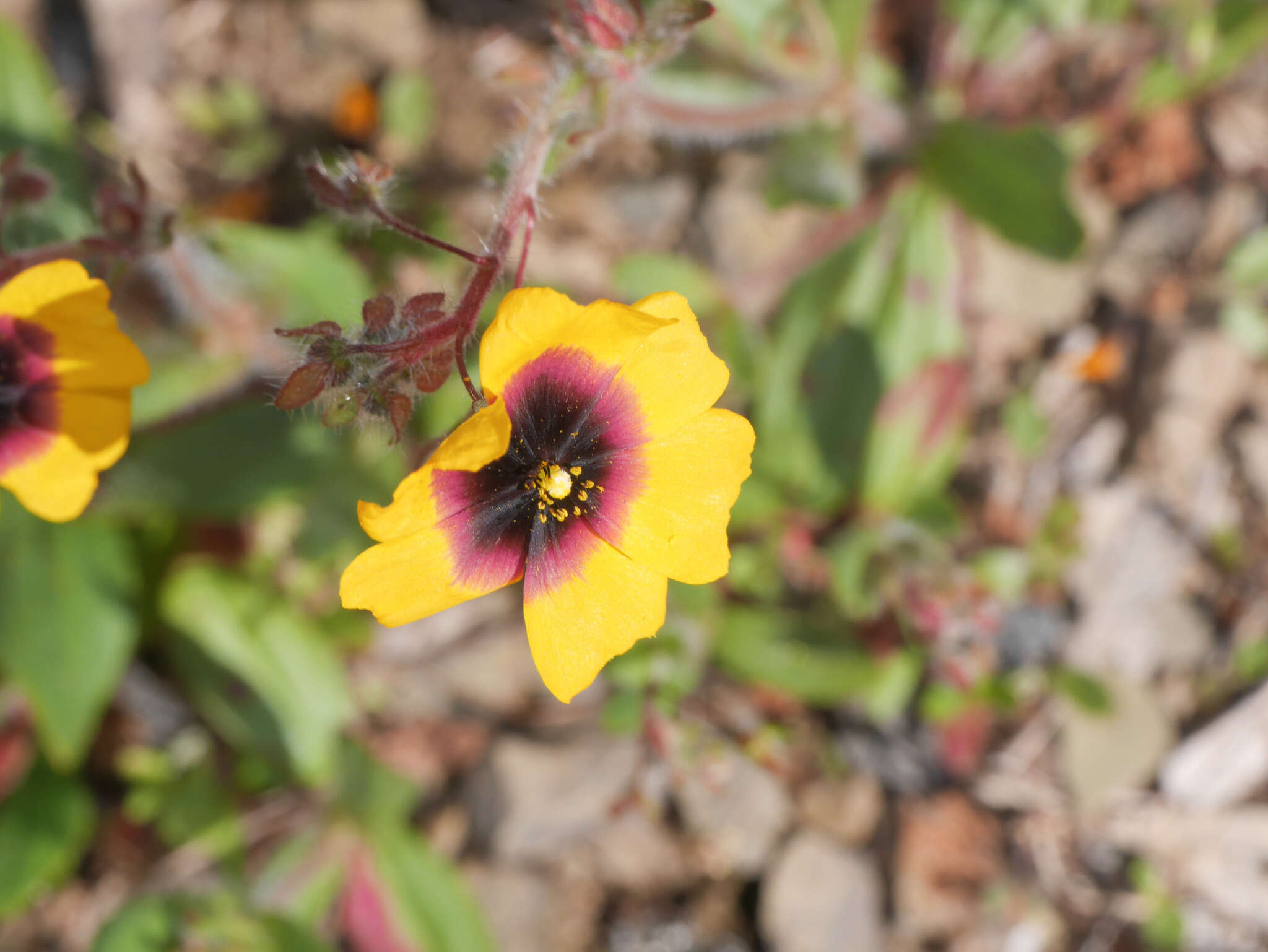 Image of Tuberaria