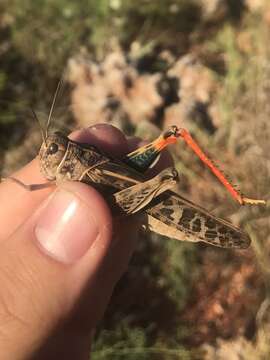 Слика од Pardalophora saussurei (Scudder & S. H. 1892)