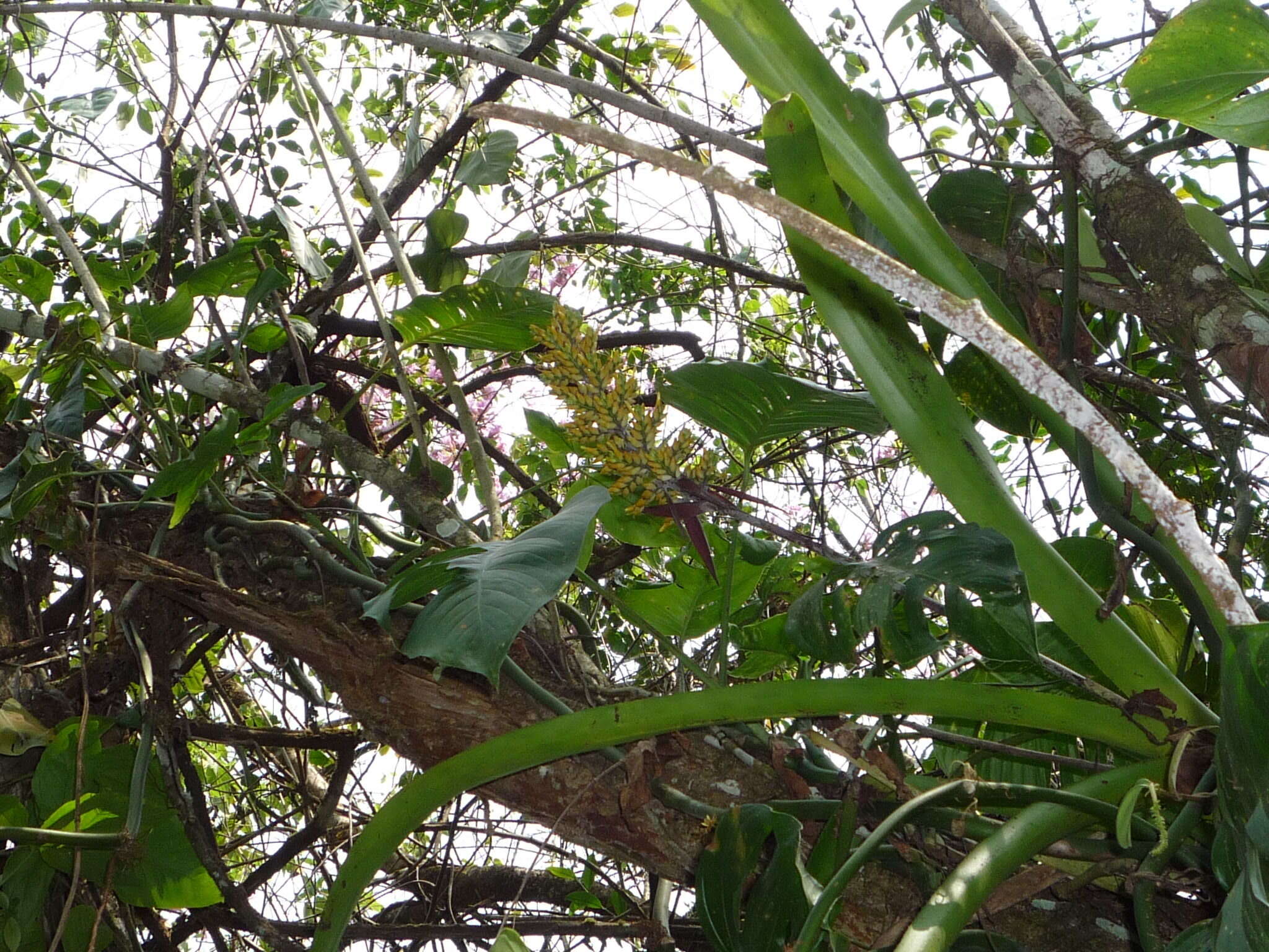 Слика од Aechmea angustifolia Poepp. & Endl.