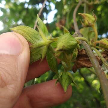 Gonolobus grandiflorus (Cav.) Schult.的圖片