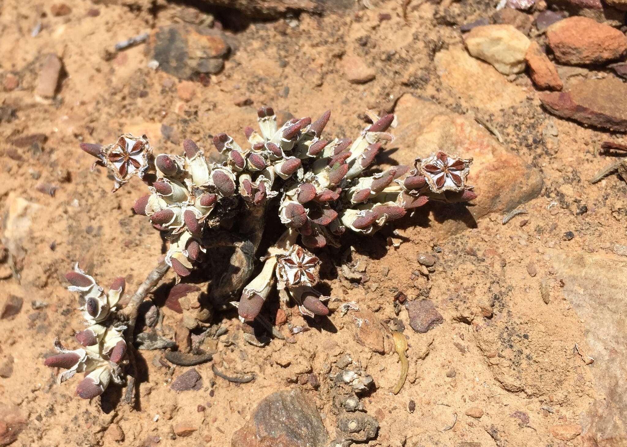 Image of Antimima leipoldtii (L. Bol.) H. E. K. Hartmann