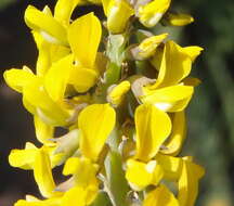 Image of Lebeckia gracilis Eckl. & Zeyh.