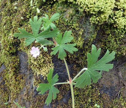 Imagem de Geranium solanderi Carolin