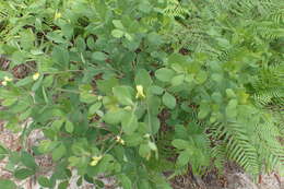 Image of Nuttall's wild indigo