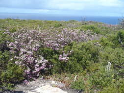 Image of Virgilia divaricata Adamson