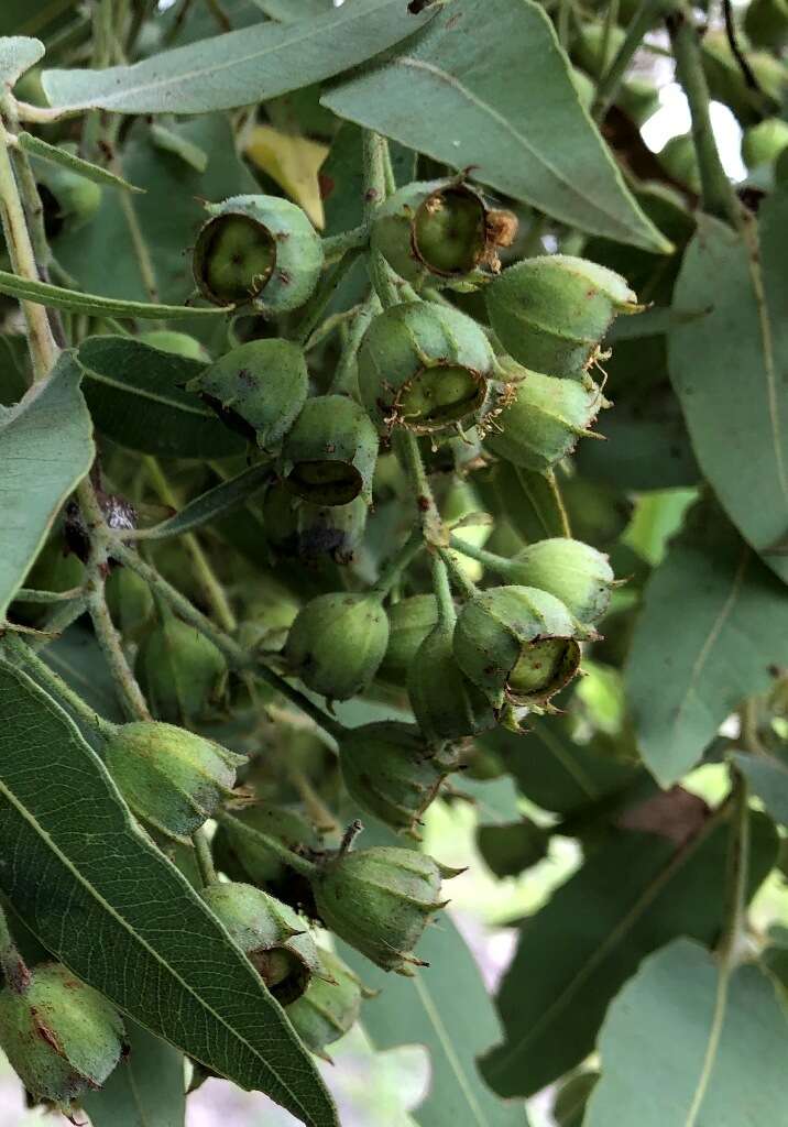 Image of Broad-leaved Apple