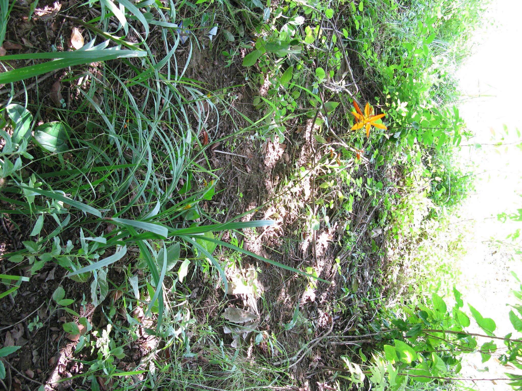 صورة Crocosmia aurea subsp. aurea