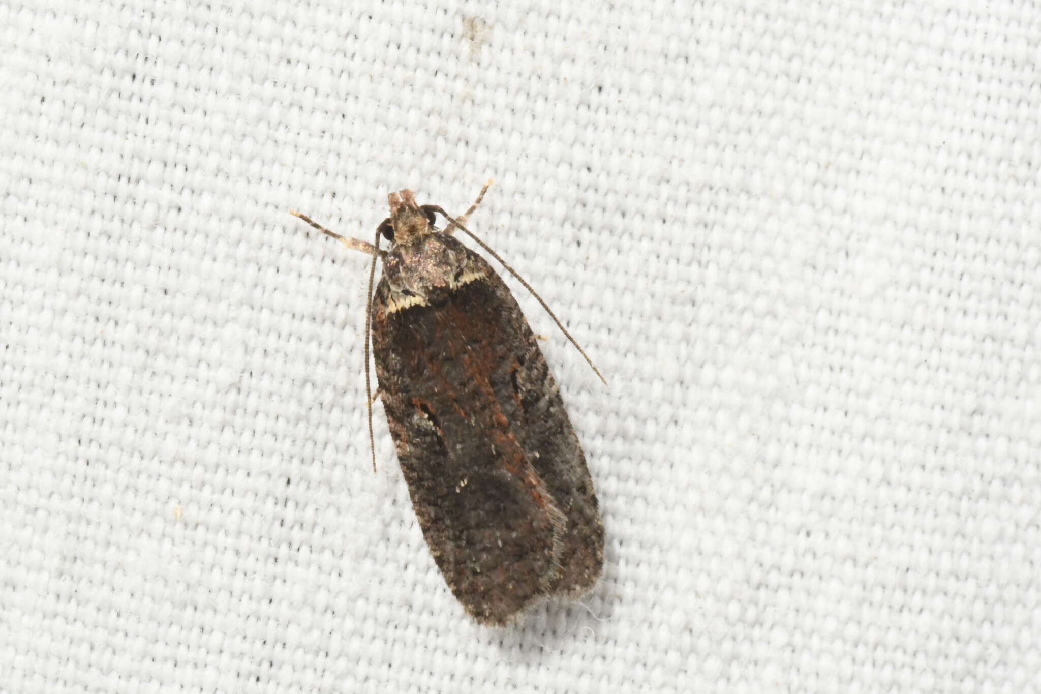 Image of Agonopterix lythrella Walsingham 1889