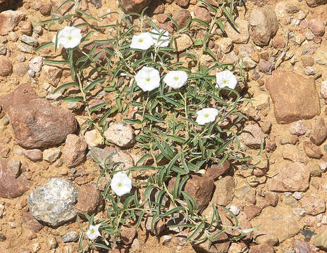 Image of Silver Dwarf-Morning-Glory