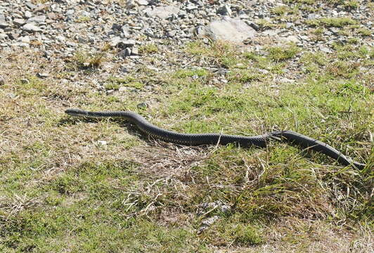 Image of Highlands Copperhead