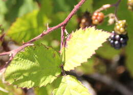 Image of Himalayan berry