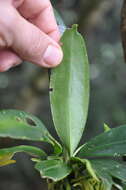 Image of Anthurium correae Croat