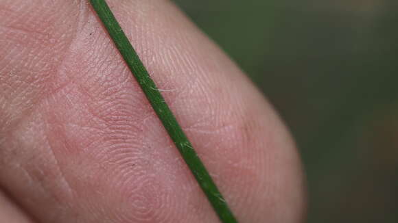 Entolasia stricta (R. Br.) Hughes resmi