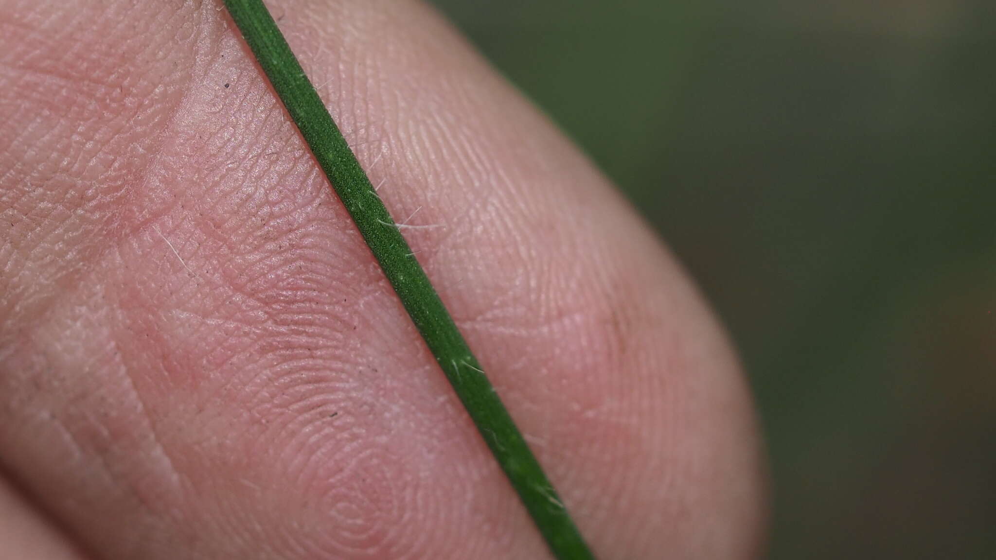 Imagem de Entolasia stricta (R. Br.) Hughes