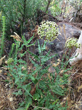 <i>Asclepias <i>crispa</i></i> var. crispa的圖片