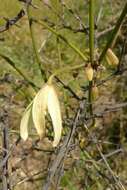 Imagem de Clematis afoliata J. Buch.