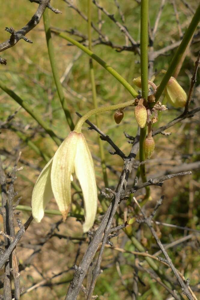 Imagem de Clematis afoliata J. Buch.