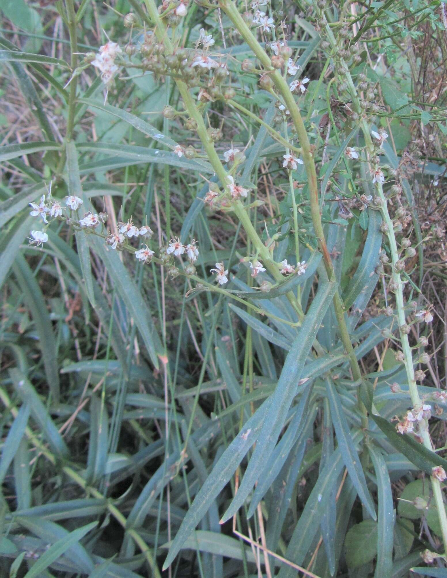 Image of Milky Loosestrife