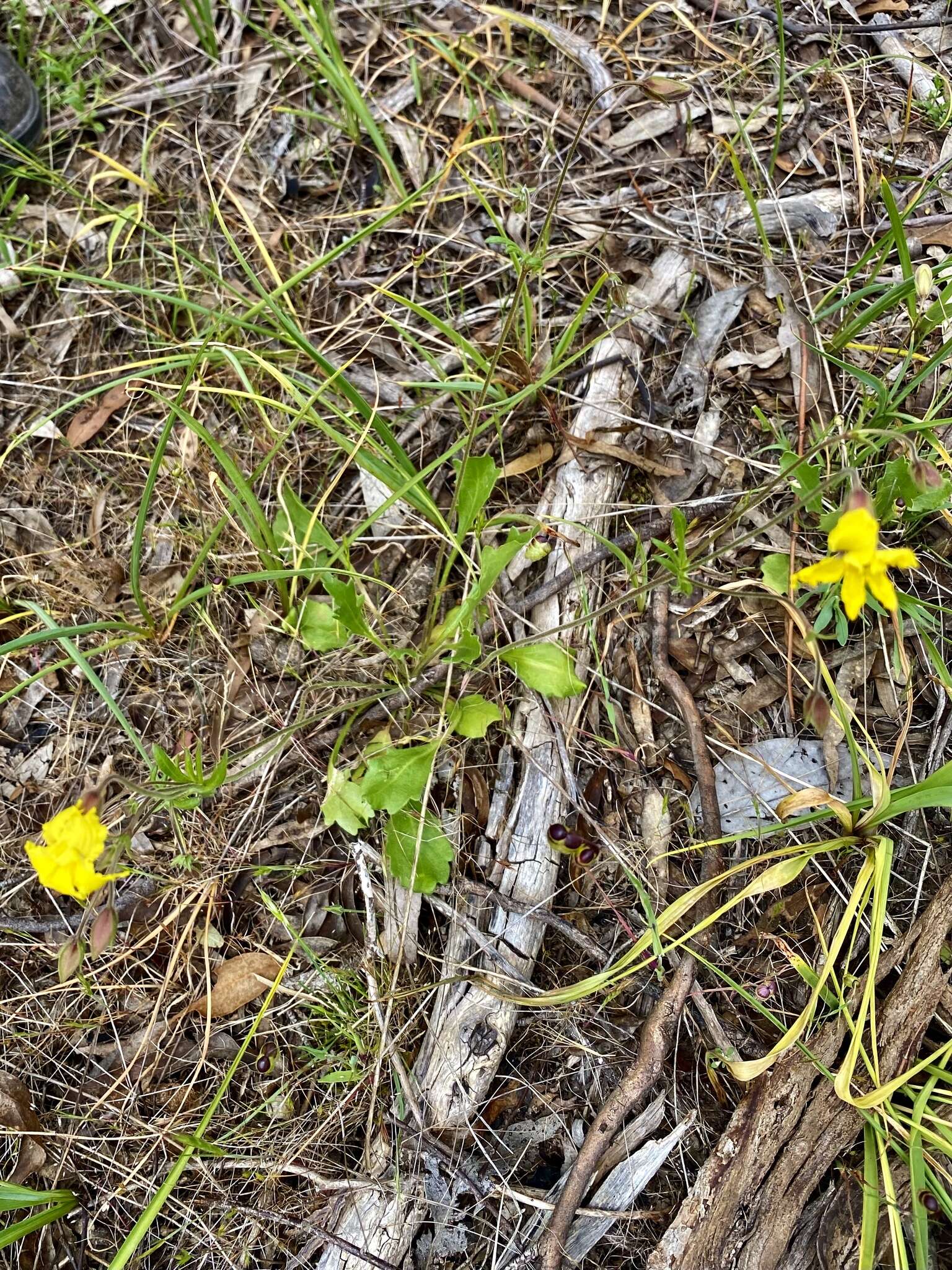 Image of Goodenia paradoxa