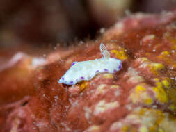 Слика од Goniobranchus albopustulosus (Pease 1860)