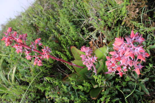 Echeveria subrigida (Robins. & Seaton) Rose ex Britton & Rose resmi