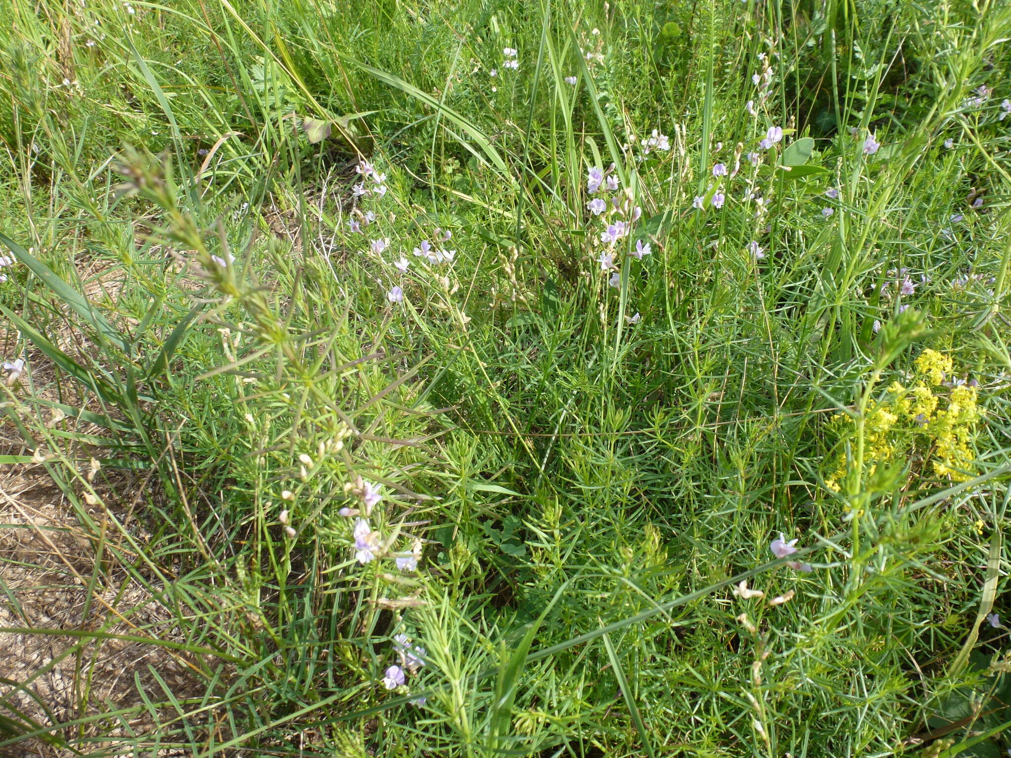 Image of Astragalus austriacus Jacq.