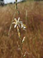 Image of narrowleaf soap plant