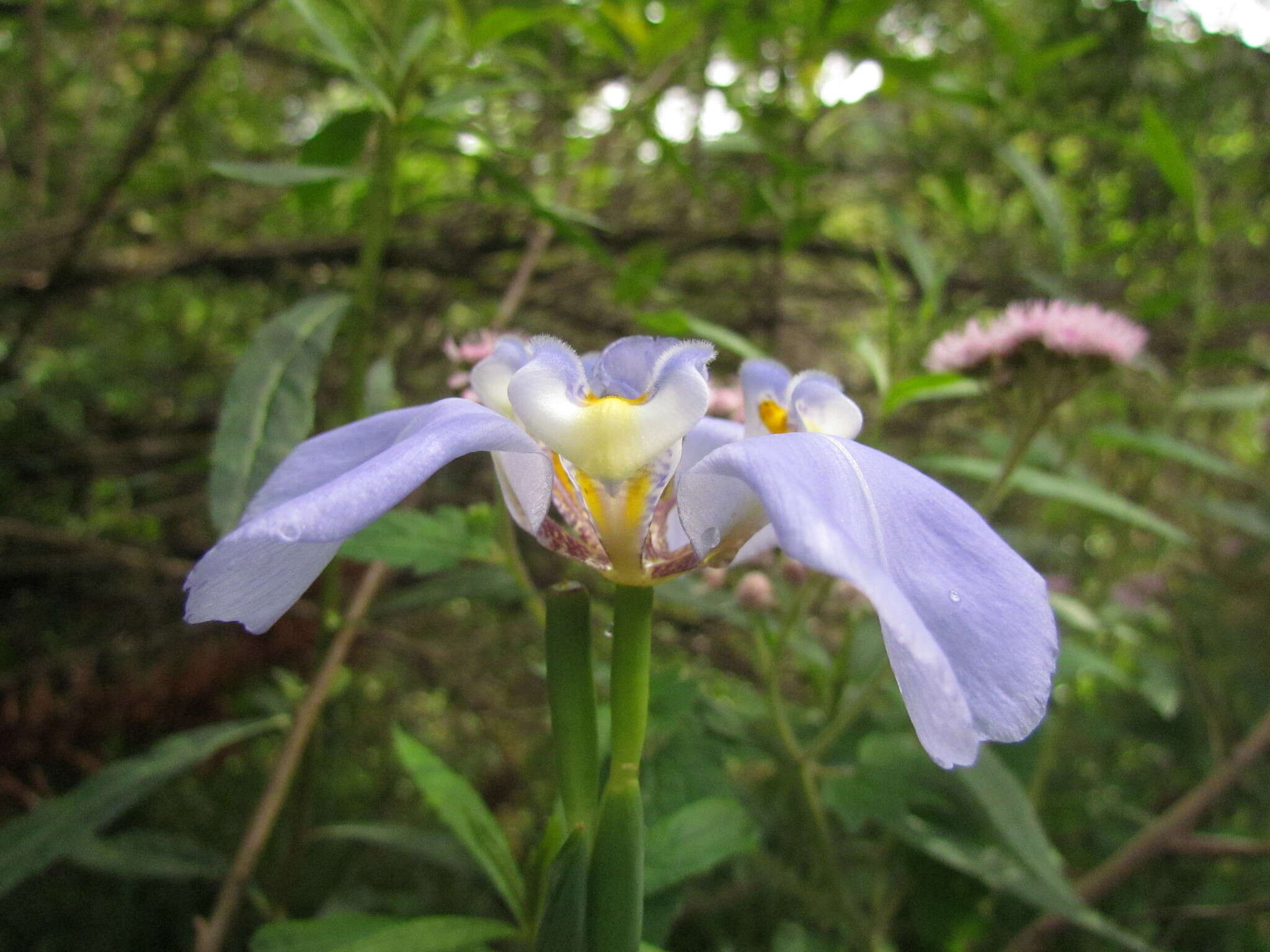 Image of Phalocallis coelestis (Lehm.) Ravenna