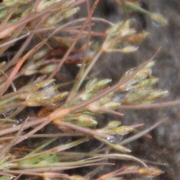 Plancia ëd Fimbristylis squarrosa var. esquarrosa Makino