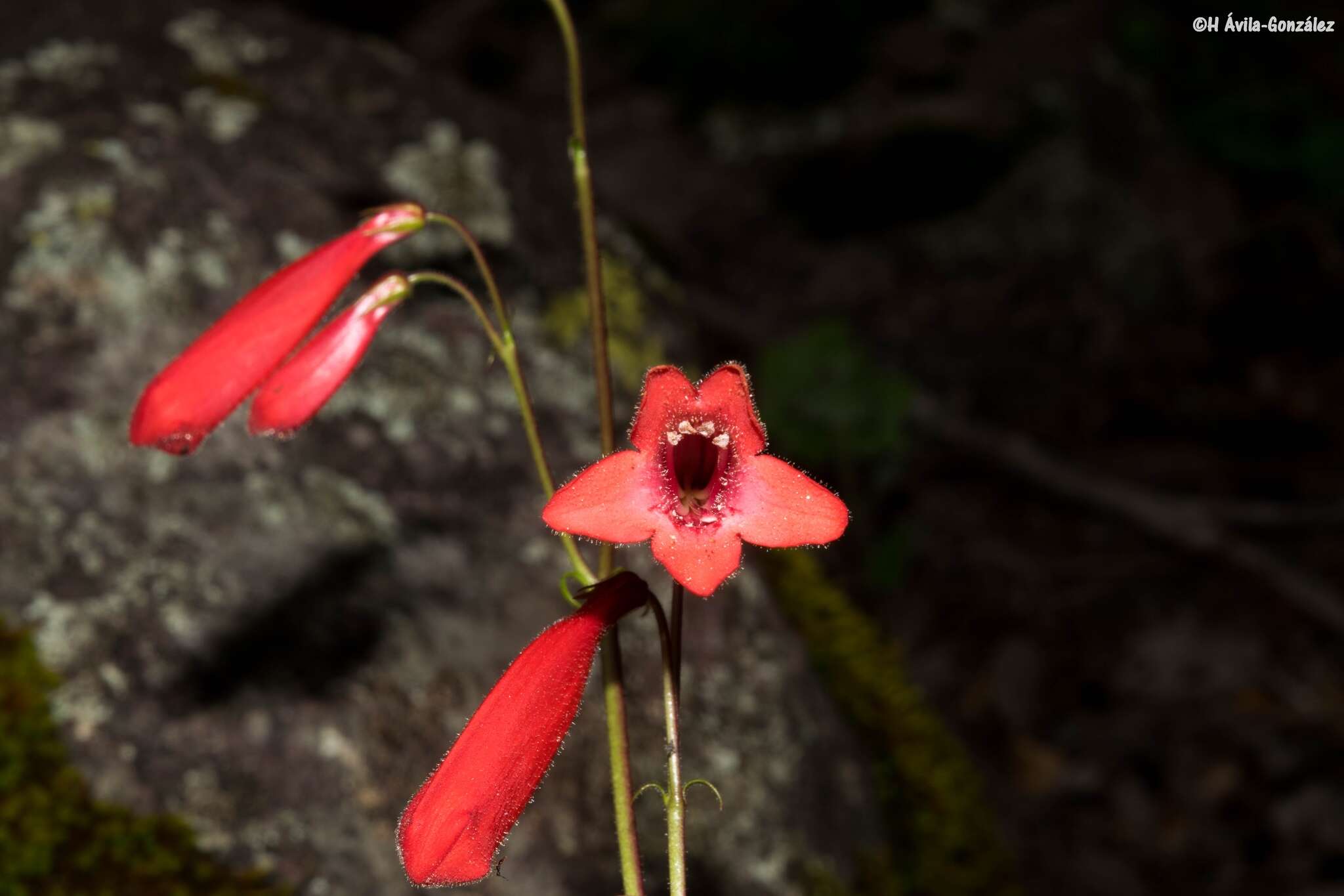 Image of Penstemon plagapineus Straw