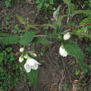 Image of fuzzy mock orange