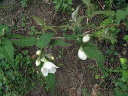 Image of fuzzy mock orange