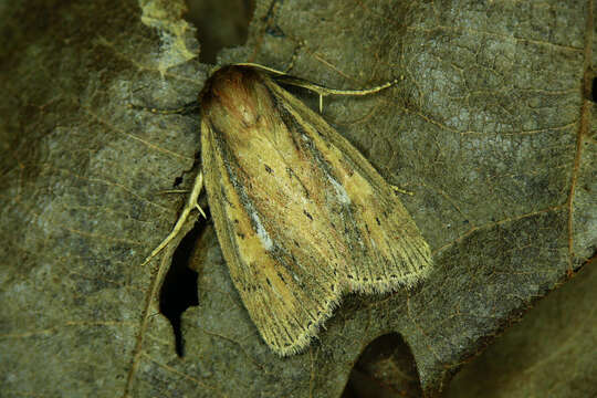 Image of brown-veined wainscot