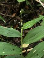 Panicum boscii Poir.的圖片