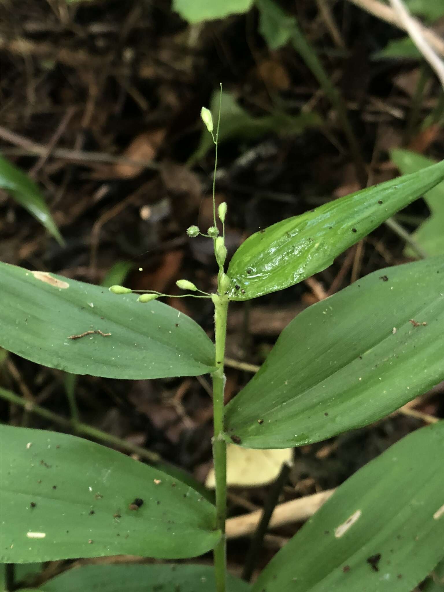 Image of Bosc's panicgrass