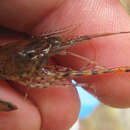 Image of rough river prawn