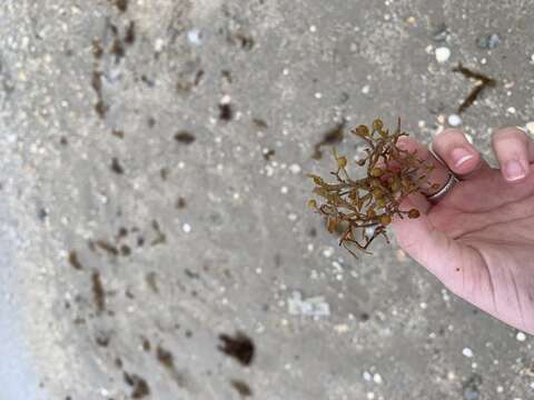 Image of Sargassum natans