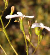 Image de Stylidium caricifolium Lindley