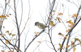 Image of Blue-headed Vireo