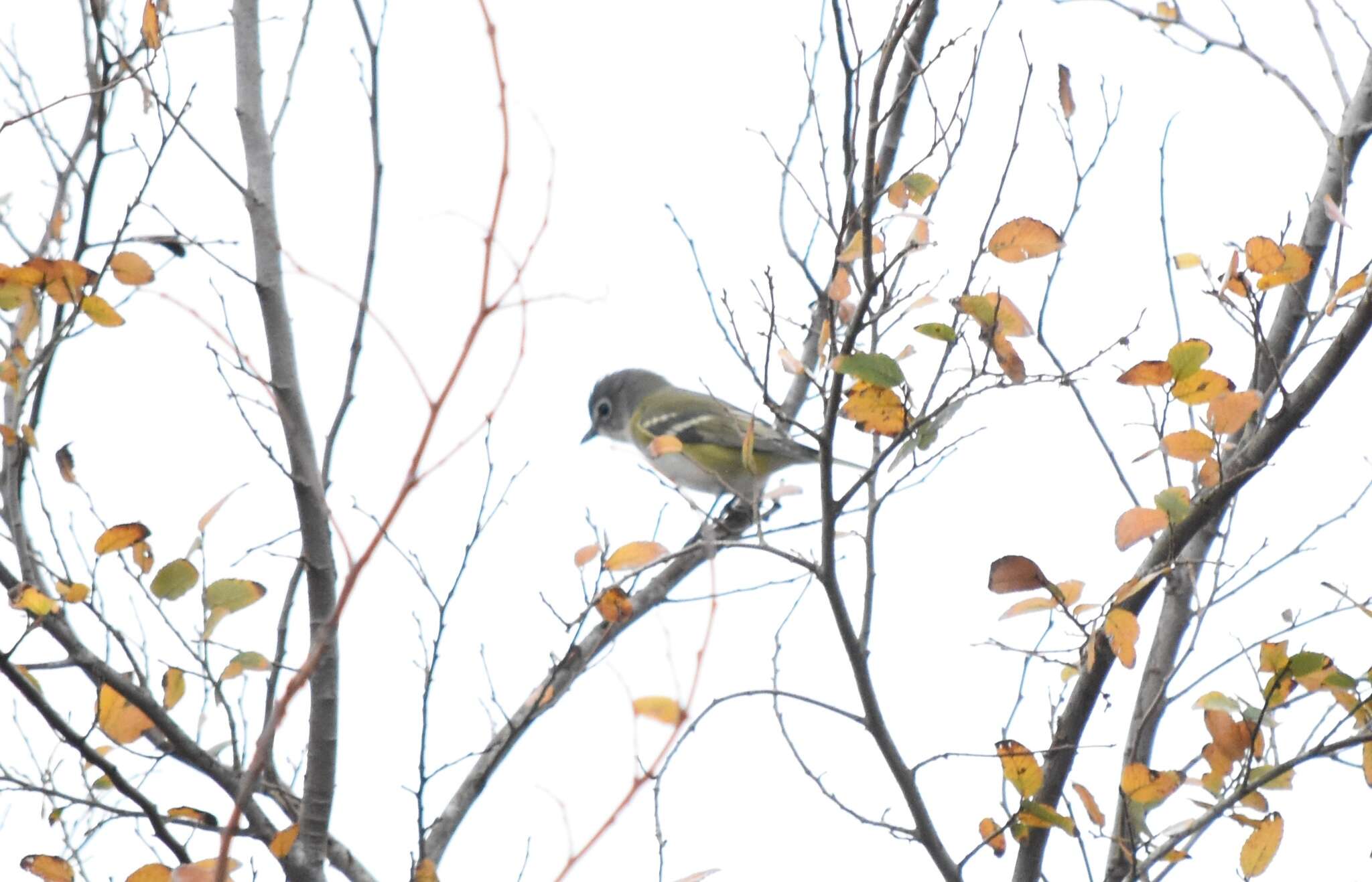 Image of Blue-headed Vireo