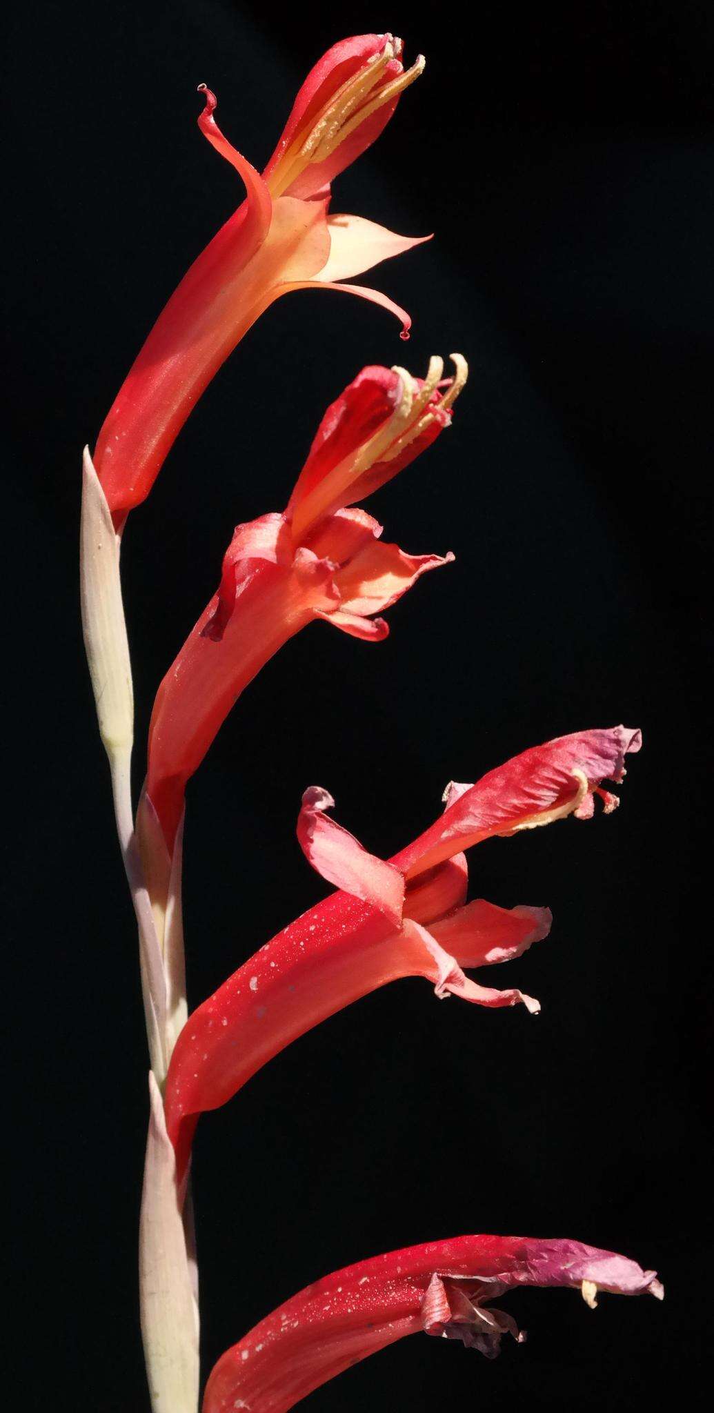 Imagem de Gladiolus quadrangularis (Burm. fil.) Aiton