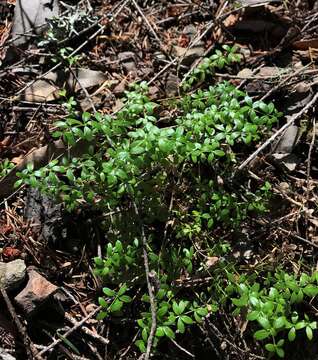 Image of Humboldt bedstraw