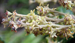 Image of Pomaderris apetala subsp. maritima N. G. Walsh & F. Coates